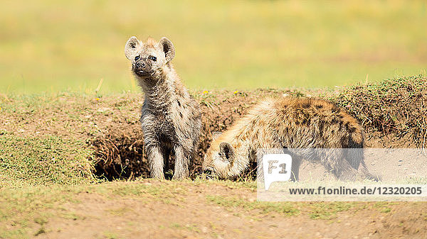 Hyänenjunge  Masai Mara  Kenia  Ostafrika  Afrika