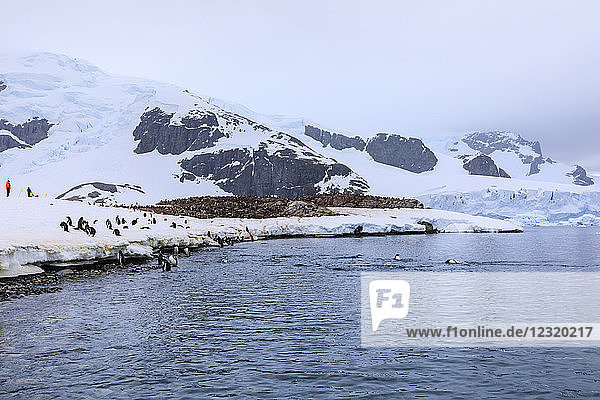 Gentoo penguins (Pygoscelis papua) and expedition tourists on Cuverville Island  Danco Coast  Antarctic Peninsula  Antarctica  Polar Regions