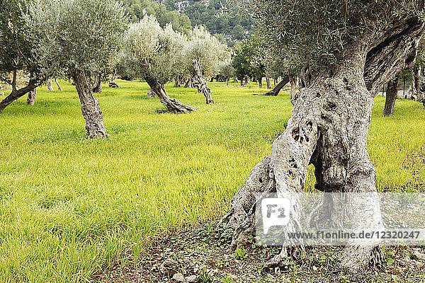 Olivenbaumstämme  Soller  Mallorca  Balearische Inseln  Spanien  Mittelmeer  Europa