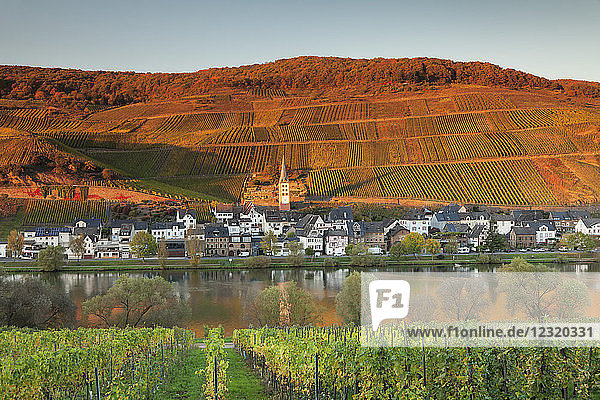 View of Merl district Moselle Valley Zell an der Mosel Rhineland-Palatinate Germany Europe