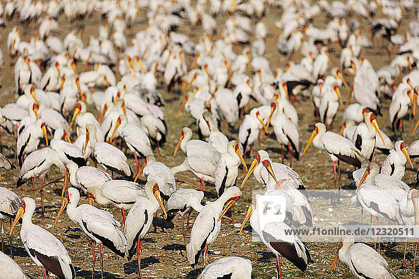 Gelbschnabelstorch (Mycteria ibis)  Lake Manyara National Park  Tansania  Ostafrika  Afrika