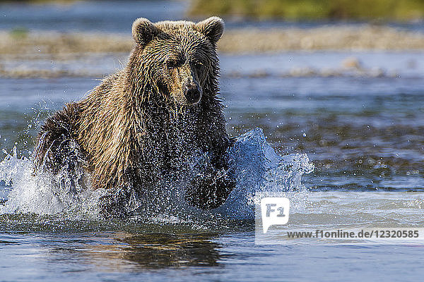 Grizzlybär (Braunbär) (Ursus arctos)  Moraine Creek (Fluss)  Katmai National Park and Reserve  Alaska  Vereinigte Staaten von Amerika  Nordamerika