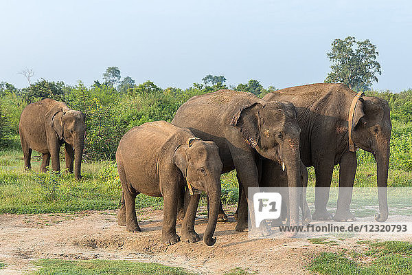 Group of Asian elephants in Udawalawe National Park  Sri Lanka  Asia