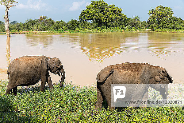 Asian elephants in Udawalawe National Park  Sri Lanka  Asia