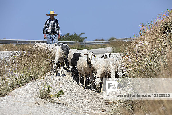 Shepherd with herd of goats along country road  Sifnos  Cyclades  Aegean Sea  Greek Islands  Greece  Europe