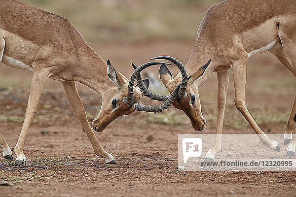 Impala (Aepyceros melampus) Böcke beim Sparring  Krüger-Nationalpark  Südafrika  Afrika