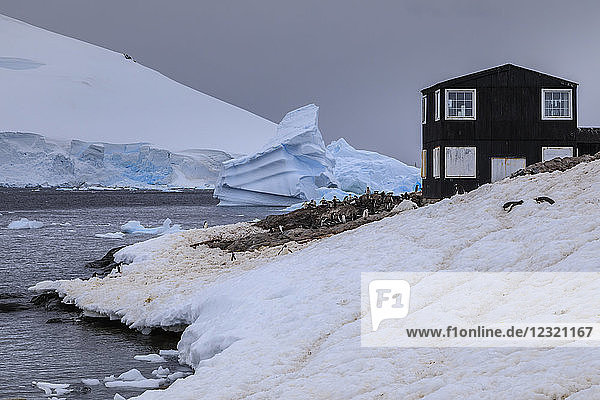 Eselspinguin-Kolonie  blaue Eisberge und Gletscher  chilenische Gonzalez-Videla-Station  Waterboat Point  Paradise Bay  Antarktis  Polarregionen