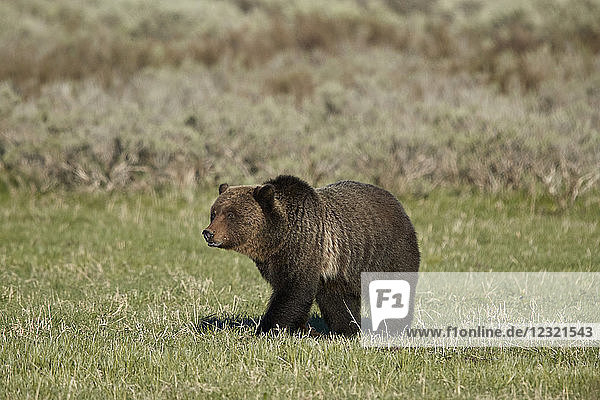 Grizzlybär (Ursus arctos horribilis)  Yellowstone-Nationalpark  UNESCO-Welterbe  Wyoming  Vereinigte Staaten von Amerika  Nordamerika