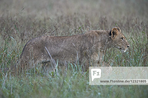 Löwenbaby (Panthera leo)  Krüger-Nationalpark  Südafrika  Afrika