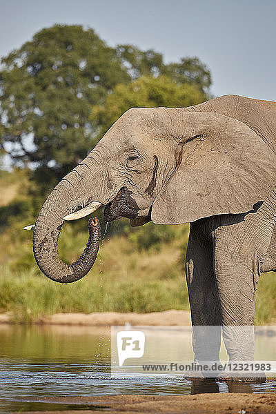 Afrikanischer Elefant (Loxodonta africana) beim Trinken  Krüger-Nationalpark  Südafrika  Afrika