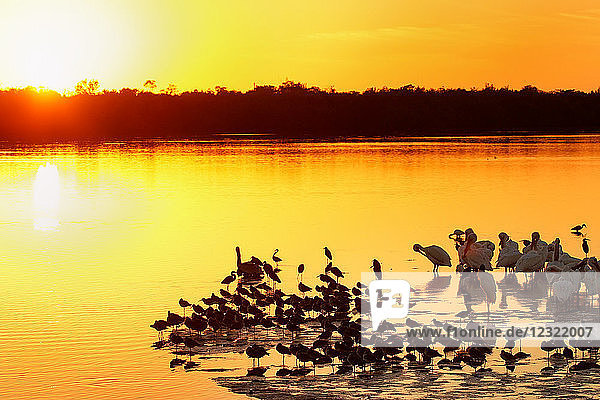 Sonnenuntergang am Ding Darling Wildlife Refuge auf der Insel Sanibel  Florida  Vereinigte Staaten von Amerika  Nordamerika