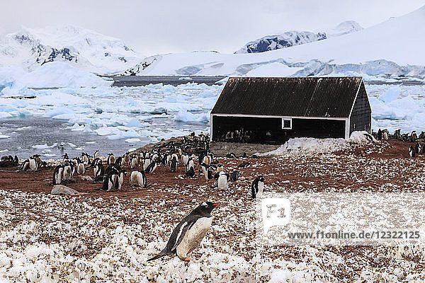 Eselspinguinkolonie (Pygoscelis papua) und mit Guano bedeckter Schnee  chilenische Gonzalez Videla Station  Waterboat Point  Antarktis  Polarregionen