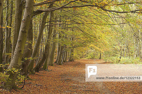 Herbstfarben im Buchenwald von Wombwell Wood  Barnsley  South Yorkshire  Yorkshire  England  Vereinigtes Königreich  Europa