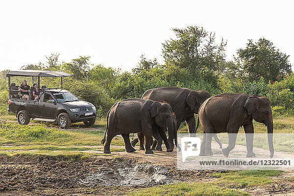 Touristen in einem Geländewagen beobachten eine Gruppe asiatischer Elefanten im Udawalawe-Nationalpark  Sri Lanka  Asien