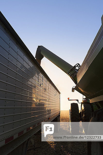 Tractor and grain wagon offloading soybeans into a truck at harvest  near Nerstrand; Minnesota  United States of America