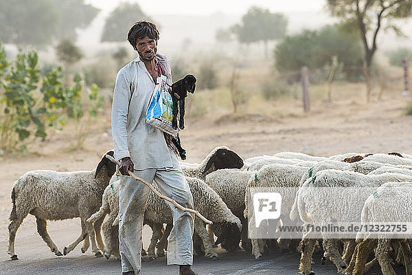 Mann hütet eine Schafherde entlang einer Straße; Damodara  Rajasthan  Indien