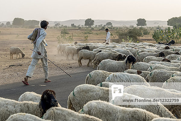 Men herding a flock of sheep along a road; Damodara  Rajasthan  India