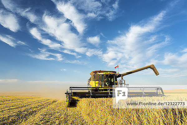 Close-up of a combine cutting into a barley field with dramatic clouds and blue sky; Beiseker  Alberta  Canada