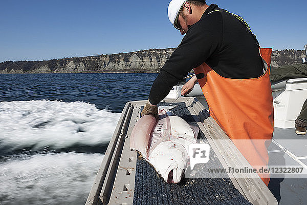 Mann fängt einen Heilbutt auf einem Boot  Kachemak Bay  Süd-Zentral-Alaska; Homer  Alaska  Vereinigte Staaten von Amerika