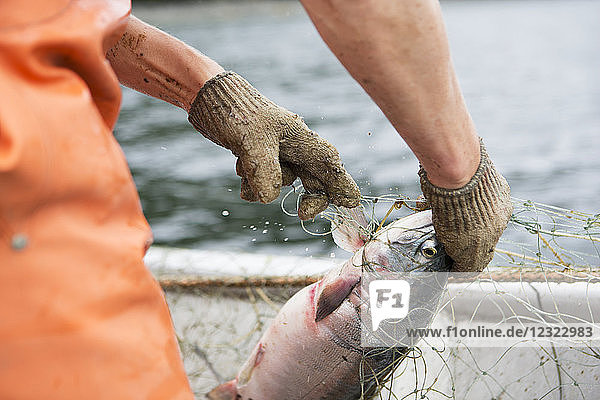 Nahaufnahme einer Setzerin  die in der Nähe von Seldovia  Süd-Zentral-Alaska  einen Rotlachs aus ihrem Netz fischt; Alaska  Vereinigte Staaten von Amerika