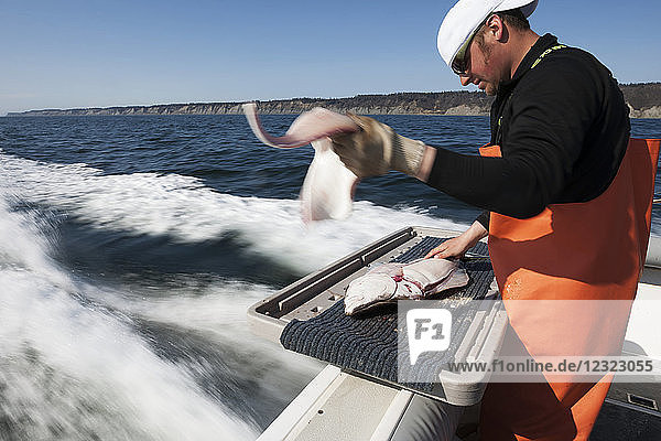 Man flensing a halibut while on a boat Kachemak Bay South-central Alaska; Homer Alaska United States of America