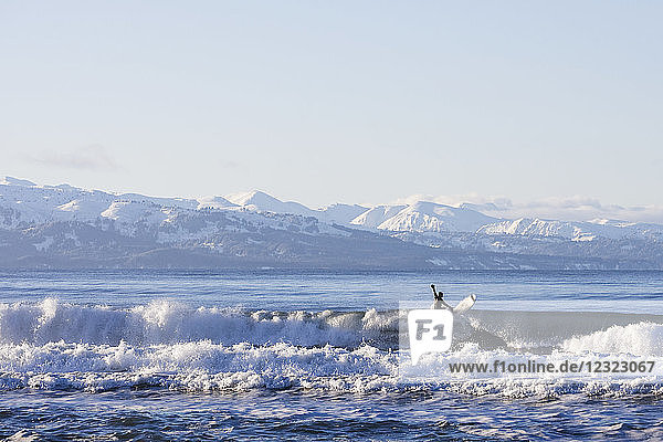 Mann beim Surfen in der Kachemak Bay  Süd-Zentral-Alaska; Homer Spit  Alaska  Vereinigte Staaten von Amerika