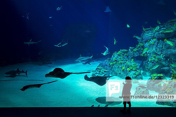 Boy watching fish  stingrays and sharks in tunnel of huge tank in the Blue Planet Aquarium; Copenhagen  Denmark