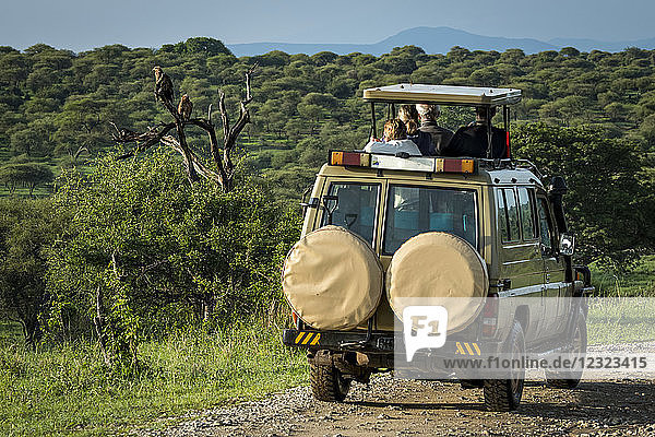 Zwei Raubadler (Aquila rapax) sitzen hinter einem Touristenjeep  Tarangire-Nationalpark; Tansania