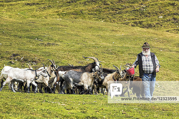 Alpine pasture with goats following farmer with feed in red bucket; Sesto  Bolzano  Italy