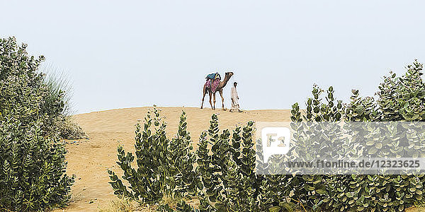 Camel safari on the Lakhmana Dunes  India