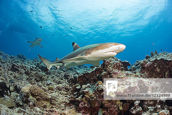 Schwarzspitzen-Riffhaie (Carcharhinus melanopterus) schwimmen über ein Korallenriff; Yap  Mikronesien
