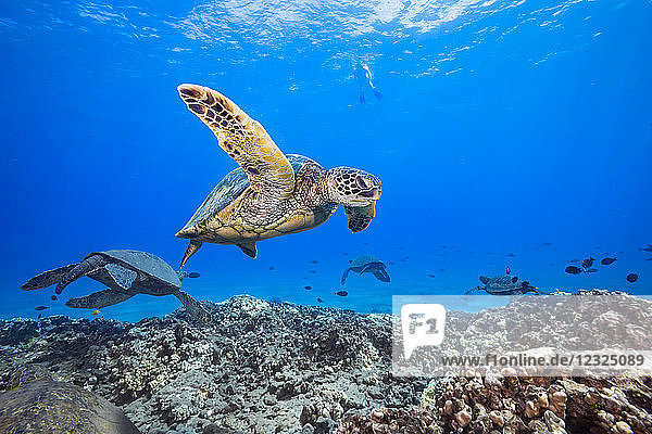 A snorkeler observes a group of Green Sea Turtles (Chelonia mydas) from above; Hawaii  United States of America