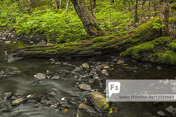 Ein moosbewachsener alter Baumstamm liegt halb in einem Bach in einem Wald in Middle Sackville; Nova Scotia  Kanada