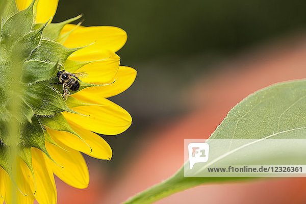 Nahaufnahme einer Biene auf der Unterseite einer Sonnenblume; British Columbia  Kanada
