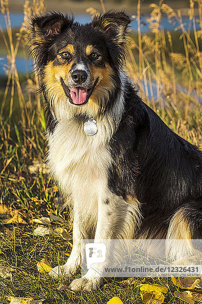 Nahaufnahme eines Hundes  der für ein Porträt auf einem Weg bei Sonnenuntergang posiert; Calgary  Alberta  Kanada