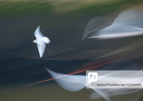 Möwen im Flug über Wasser  aufgenommen mit sehr langsamer Geschwindigkeit  um einen künstlerischen Effekt zu erzielen; Eyemouth  Berwickshire  Schottland