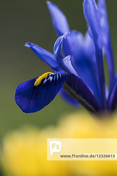 Blühende Zwergiris; Astoria,  Oregon,  Vereinigte Staaten von Amerika