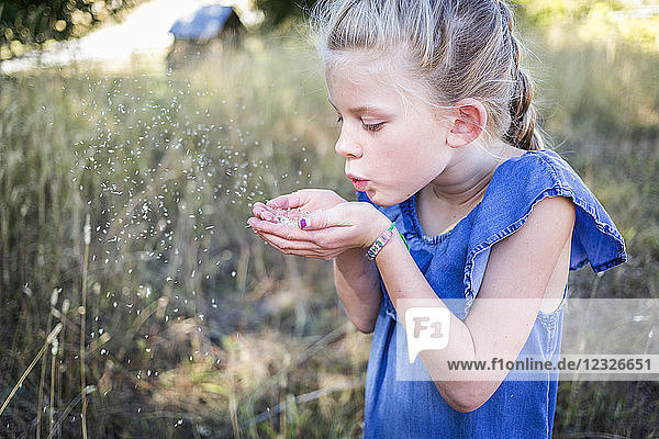 A young girl blows a small grain from her cupped hands into the air; Salmon Arm  British Columbia  Canada