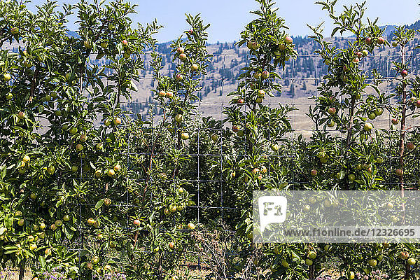 Apfelbäume im Obstgarten von Keremeos; Keremeos  British Columbia  Kanada