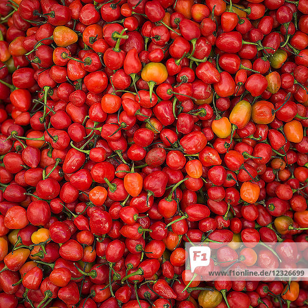 Fülle von frischen roten Chilischoten; Darjeeling  Westbengalen  Indien