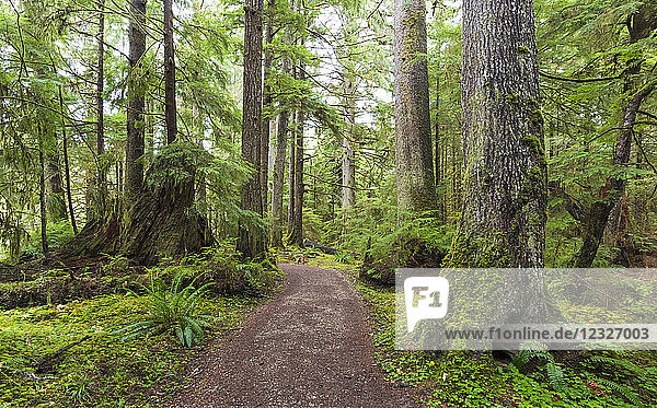 Golden Spruce Trail  Port Clement; Haida Gwaii  British Columbia  Kanada