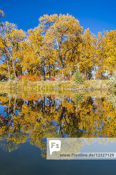 Herbstfarbenes Laub an den Bäumen entlang eines Ufers und blauer Himmel  der sich in einem ruhigen See spiegelt  Connected Lakes; Grand Junction  Colorado  Vereinigte Staaten von Amerika