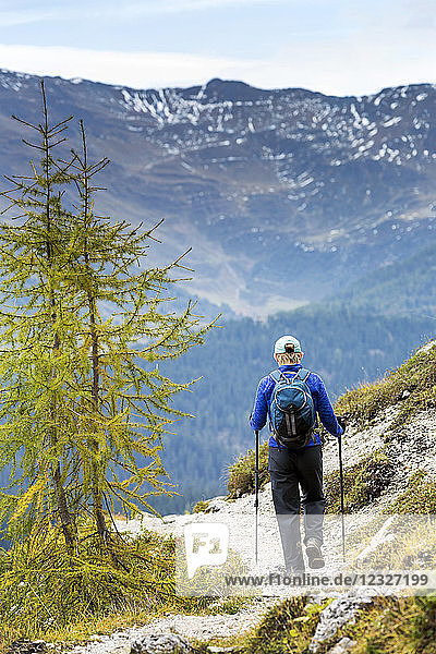 Female hiker along alpine trail with autumn colours and valley below; Sesto  Bolzano  Italy