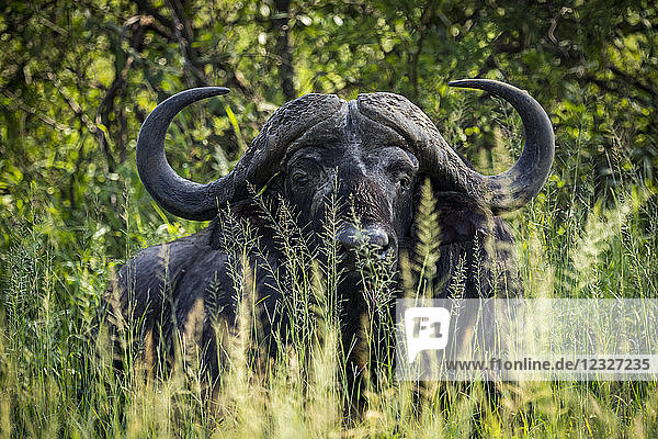 Kapbüffel (Syncerus caffer)  der Kamera zugewandt  liegend im Laubgebüsch  Serengeti National Park; Tansania