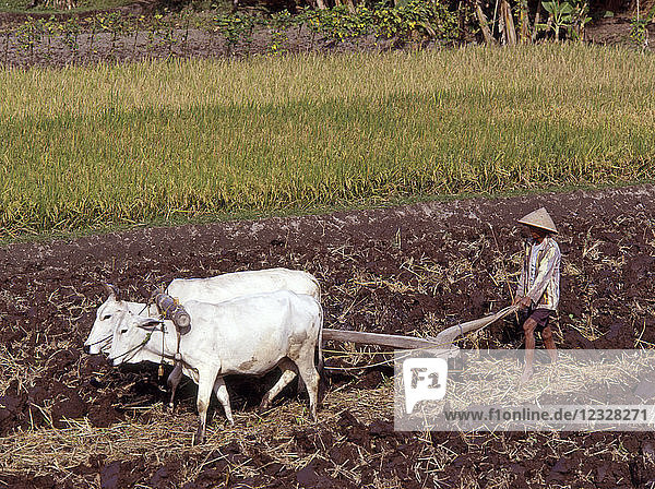 Indonesia  Java  farmer ploughing with oxen