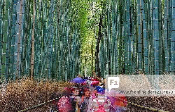 Japan,  Kyoto-Stadt,  Arashiyama Bambu-Hain