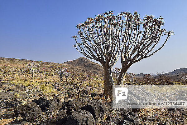 Africa  Namibia  Quiver tree  Aloe dichotoma  Namib Desert  Namib Naukluft mountains