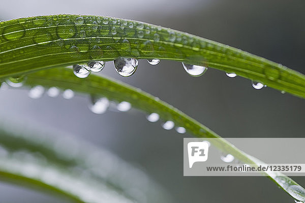 Water drops hanging at leaf  close-up