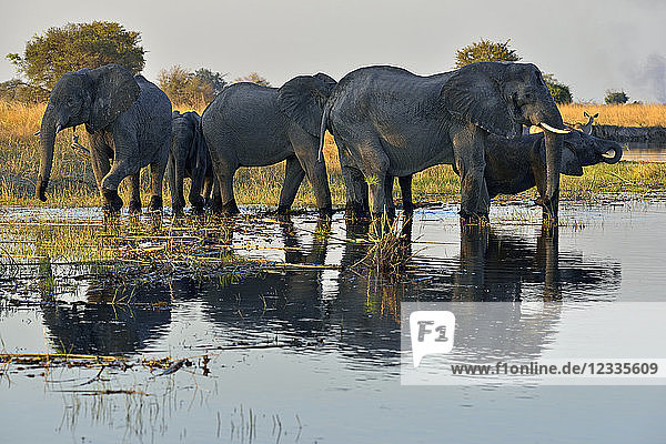 Africa Namibia Bwabwata National Park Kwando river herd of elephants Loxodonta africana