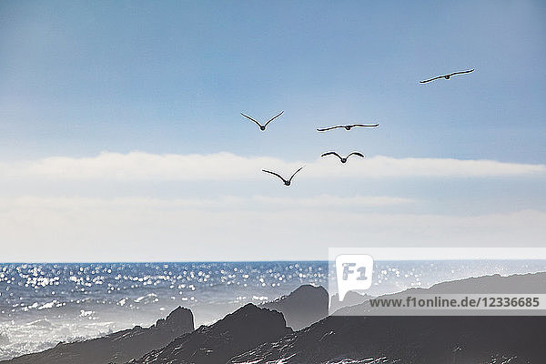 Africa  South Africa  Cape Town  Flock of birds flying over the sea and rocks